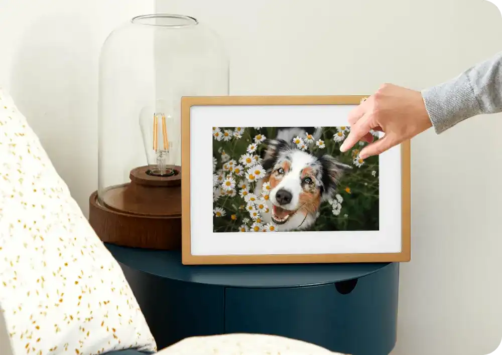 Beautiful Dog picture displayed on a Skylight Gold Frame